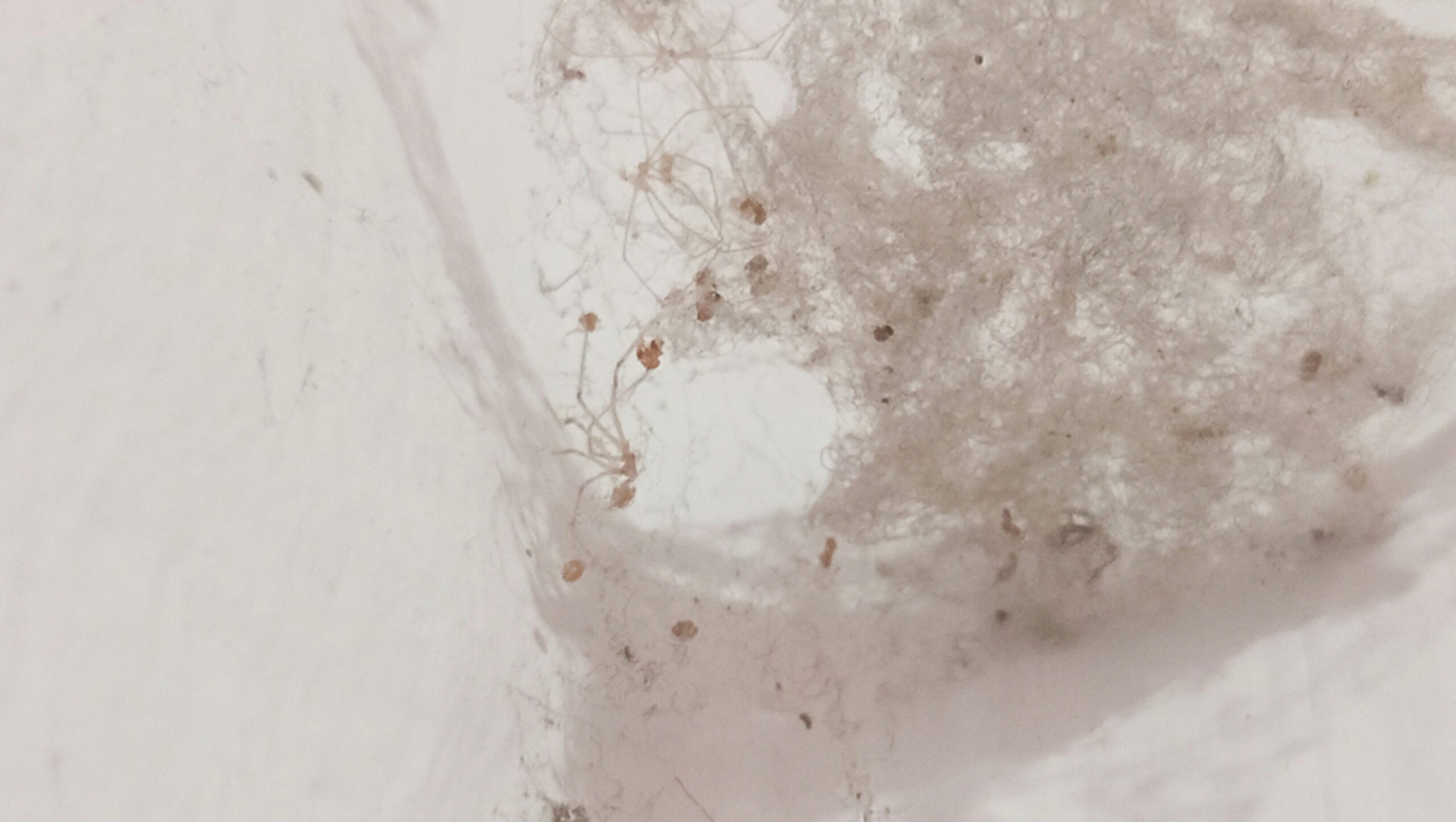 A-snowboarder-is-going-down-a-snowy-hill